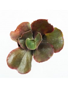 Echeveria Ondulata Var.... 2