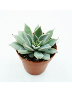 Graptopetalum Filiferum XXL...