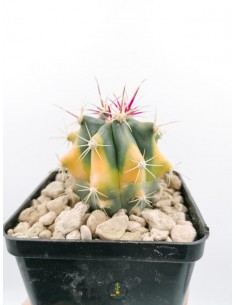 Ferocactus hybrid f. variegata - pot 9x9