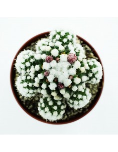 Mammillaria Gracilis cv... 2
