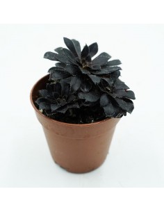 Aeonium Black vaso 5,5