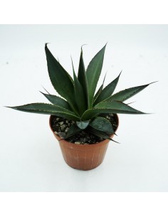 Agave SSP vaso 10