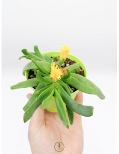Glottiphyllum