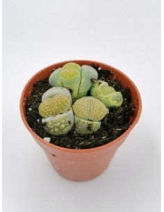Notocactus