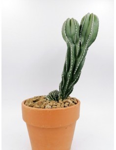 PACHYCEREUS